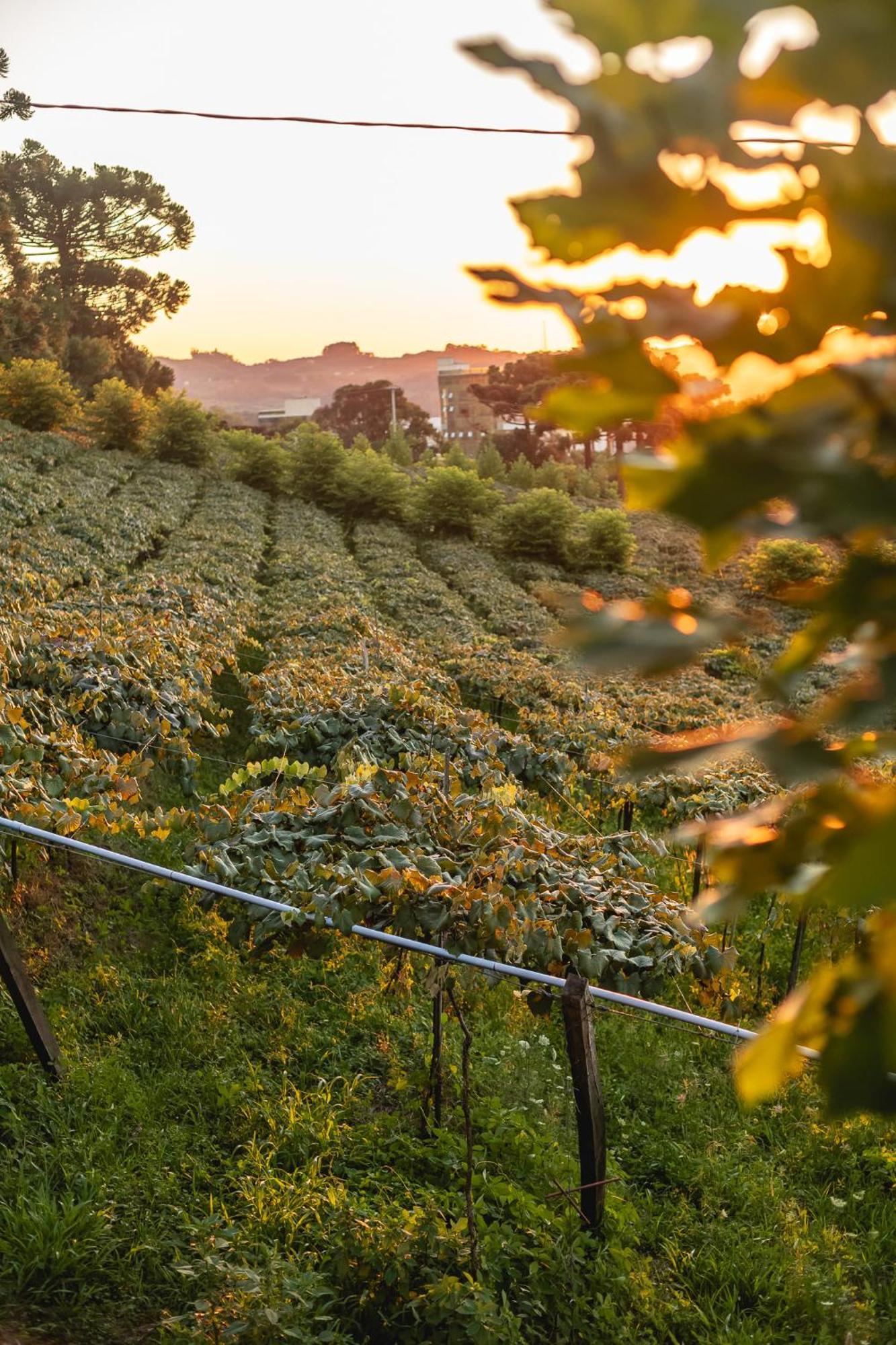 Doera Experience - Pousada De Luxo - Vale Dos Vinhedos Бенту-Гонсалвис Экстерьер фото